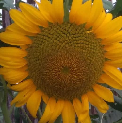 bunga matahari mekar