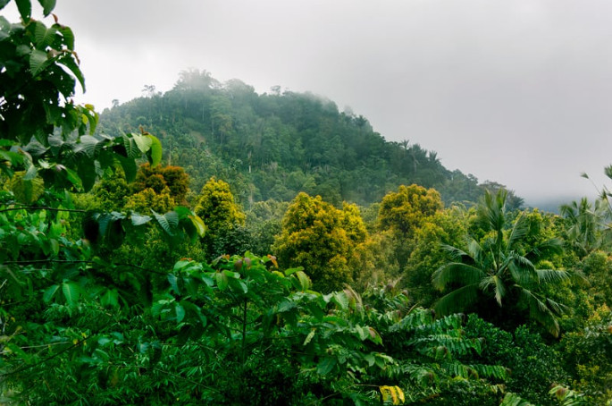 pelestarian hutan jambi